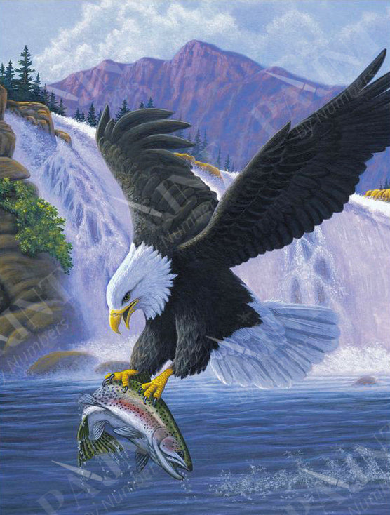 Bald Eagle Painting by Number Painting Kit by Numbers Acrylic