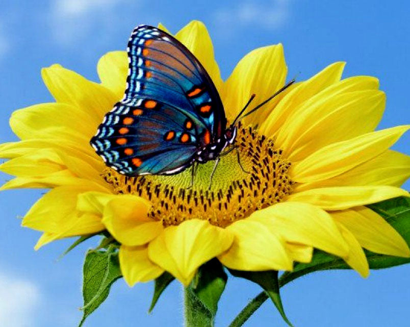 Sunflower & Butterfly Diamond Bead Art