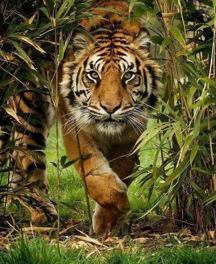 A Tiger's Stare - Best paint by numbers Kit