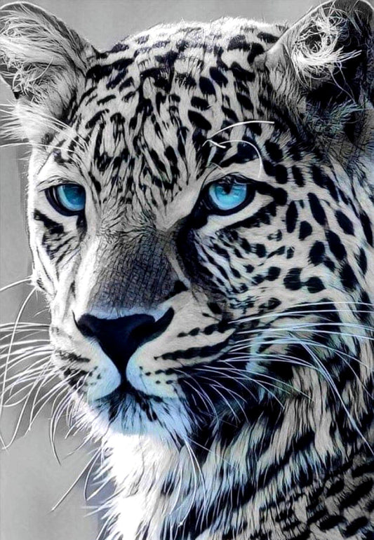 Léopard des neiges aux yeux bleus 