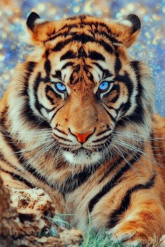 Blue Eyed Tiger - Animal paint by numbers