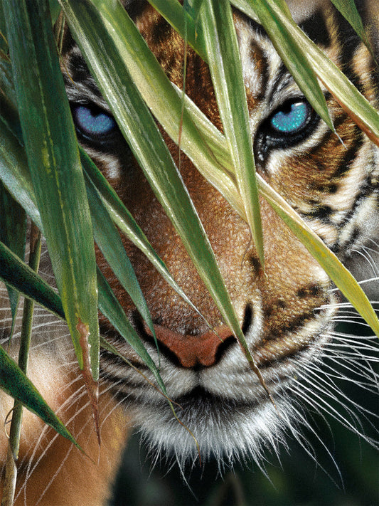 Stare of Tiger - Best Diamond Painting