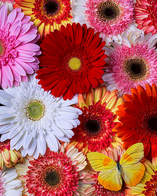 Fleurs colorées 5D Diamond Art 