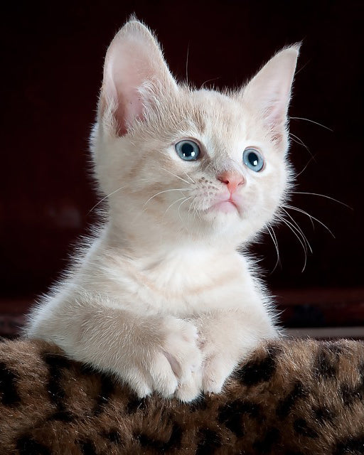 Mignon petit chaton - chat diamant peinture 