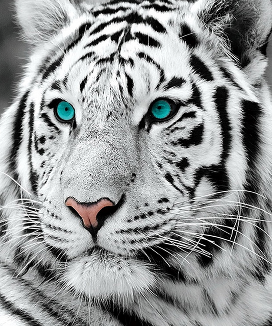 Tigre blanc - Meilleur kit de peinture au diamant 