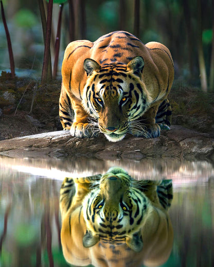 Tiger paint by numbers - Animal paint by numbers