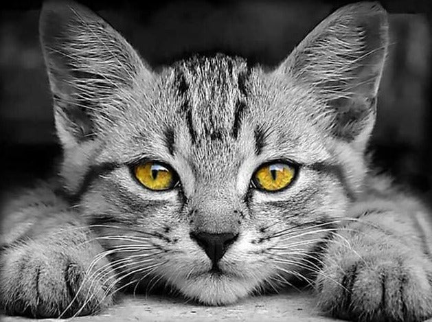 Beautiful Eyes Cat paint by numbers