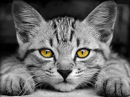 Beautiful Eyes Cat paint by numbers