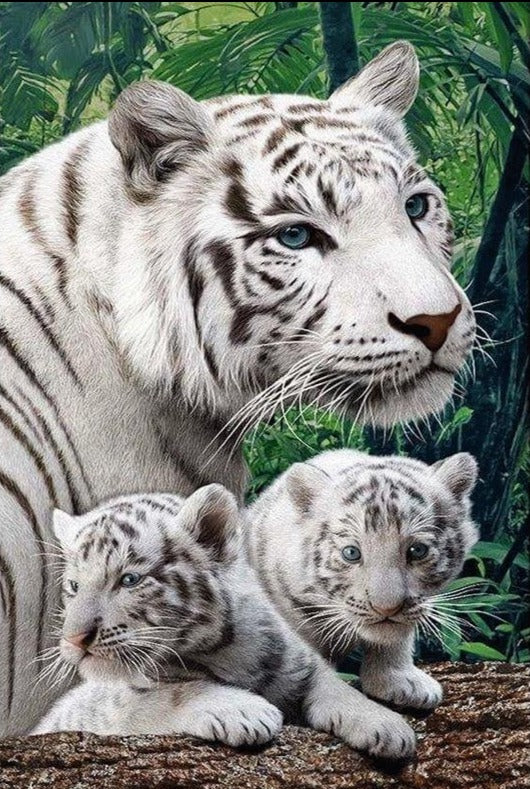 Adorable White Tigers - Best paint by numbers Kit